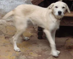 Cachorro raça Labrador Mest. idade 2 a 6 meses nome Tom NOVINHO