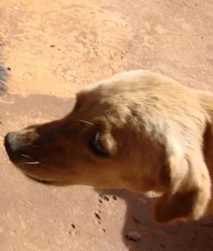 Cachorro raça vira-lata idade 6 ou mais anos nome Tiquinho - RECOMPENSA