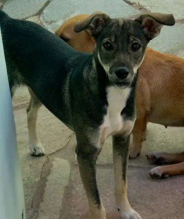 Cachorro ra a SRD idade 7 a 11 meses nome Sofia(encontrada)