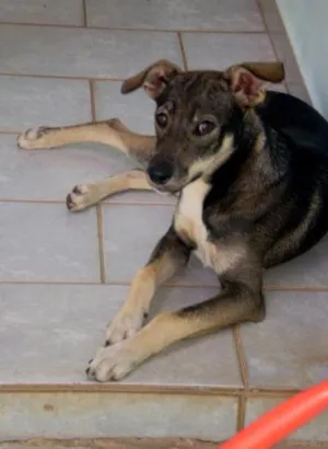 Cachorro raça SRD idade 7 a 11 meses nome Sofia(encontrada)