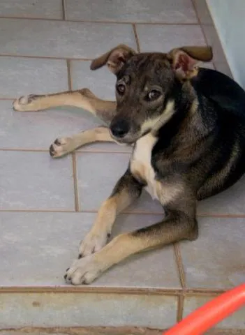 Cachorro ra a SRD idade 7 a 11 meses nome Sofia(encontrada)