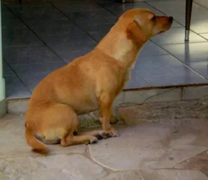 Cachorro raça Mistura com Basset idade 7 a 11 meses nome Mel (Encontrada)