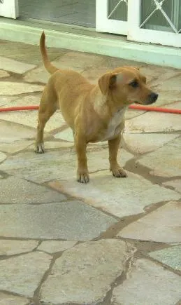 Cachorro ra a Mistura com Basset idade 7 a 11 meses nome Mel (Encontrada)