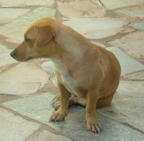 Cachorro ra a Mistura com Basset idade 7 a 11 meses nome Mel (Encontrada)