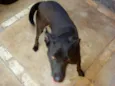 Encontrada PROCURA