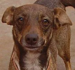 Cachorro ra a SRD idade 2 anos nome Shera ENCONTRADA