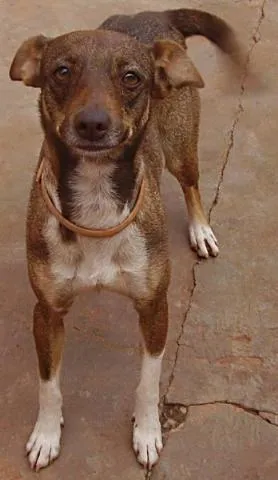 Cachorro raça SRD idade 2 anos nome Shera ENCONTRADA