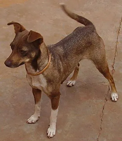 Cachorro ra a SRD idade 2 anos nome Shera ENCONTRADA