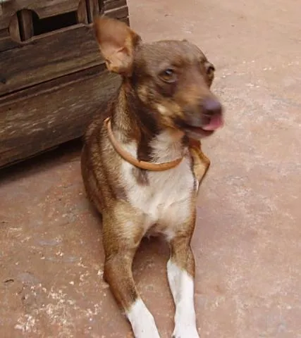 Cachorro ra a SRD idade 2 anos nome Shera ENCONTRADA