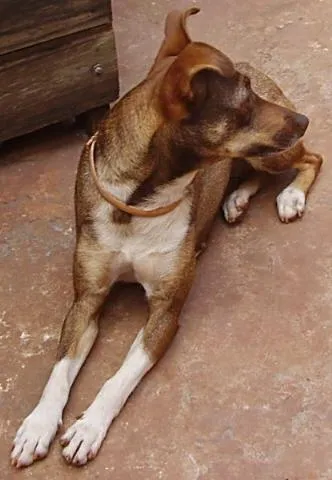 Cachorro ra a SRD idade 2 anos nome Shera ENCONTRADA