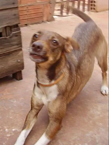 Cachorro ra a SRD idade 2 anos nome Shera ENCONTRADA