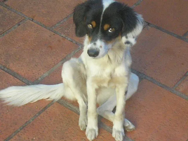 Cachorro ra a Misturada idade 1 ano nome Mel