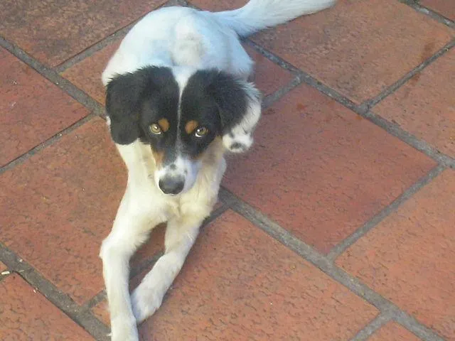 Cachorro ra a Misturada idade 1 ano nome Mel