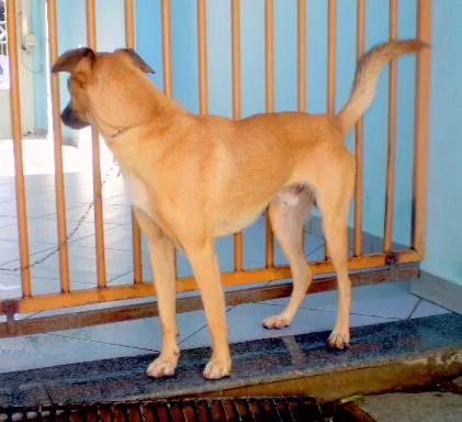 Cachorro ra a SRD idade 7 a 11 meses nome Dick