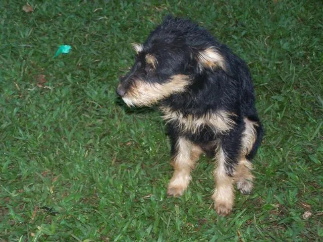 Cachorro ra a SRD idade 2 a 6 meses nome Toddy / Amarelinho