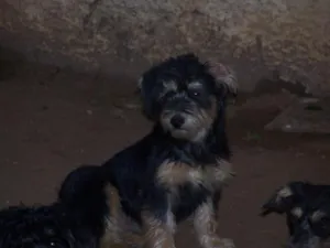 Cachorro raça SRD idade 2 a 6 meses nome Toddy / Amarelinho