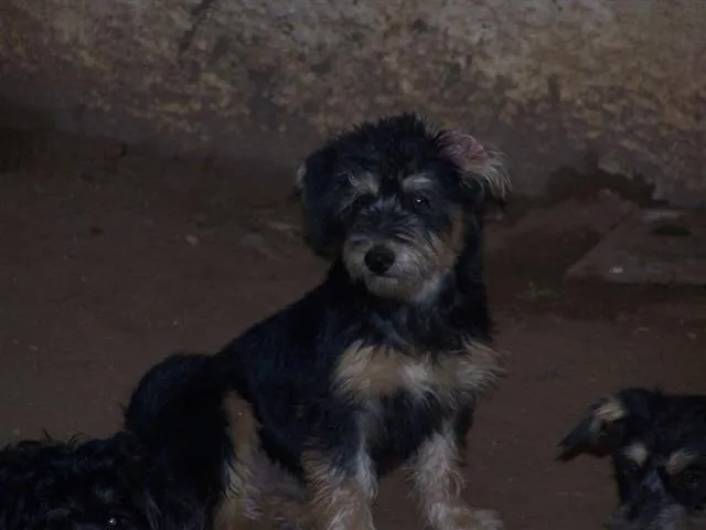 Cachorro ra a SRD idade 2 a 6 meses nome Toddy / Amarelinho