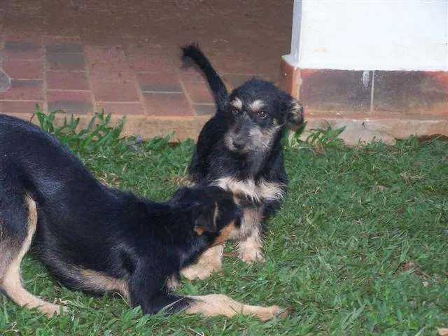 Cachorro ra a SRD idade 2 a 6 meses nome Toddy / Amarelinho