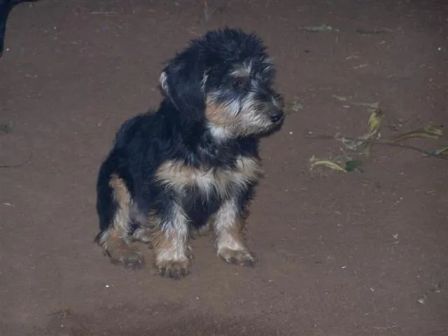 Cachorro ra a SRD idade 2 a 6 meses nome Toddy / Amarelinho