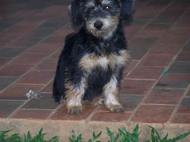 Cachorro ra a SRD idade 2 a 6 meses nome Toddy / Amarelinho