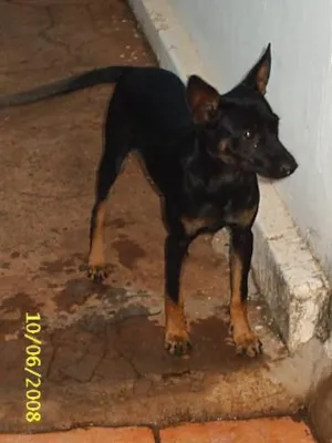 Cachorro raça SRD idade 7 a 11 meses nome   Bill