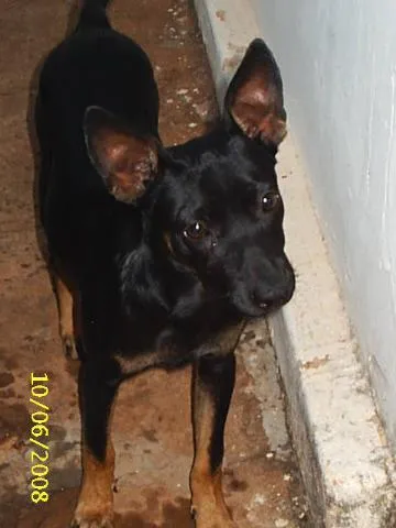 Cachorro ra a SRD idade 7 a 11 meses nome   Bill