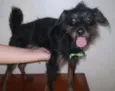 Lob