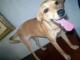 Larita