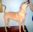 Larita