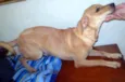 Larita