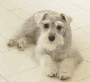 Cachorro raça Schnauzer idade 1 ano nome PROCURA ULI e Grati