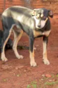 Neguinha