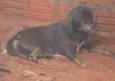 Pretinha