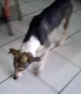 Pinóquio