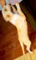 Guto