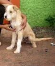 Guto