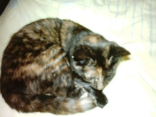 Gato ra a SRD idade 2 anos nome FRIDA