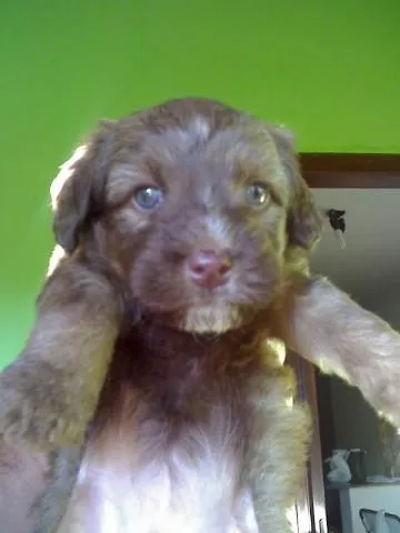 Cachorro ra a PROCURA-SE idade Abaixo de 2 meses nome KIRA
