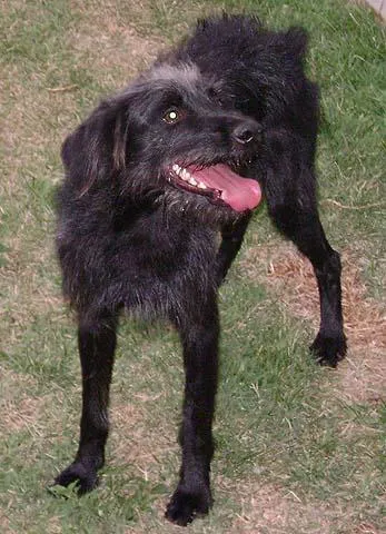 Cachorro ra a SRD idade 1 ano nome Procura um bom Dono !