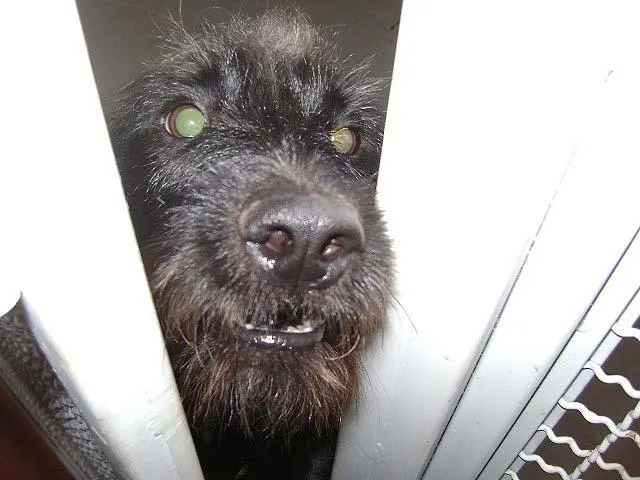 Cachorro ra a SRD idade 1 ano nome Procura um bom Dono !