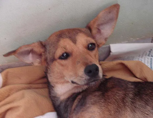 Cachorro ra a SRD idade 7 a 11 meses nome Bete