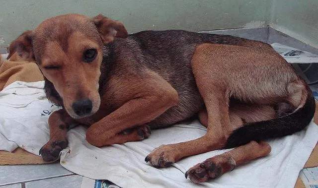 Cachorro ra a SRD idade 7 a 11 meses nome Bete