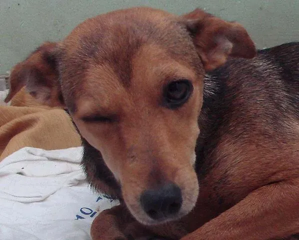 Cachorro ra a SRD idade 7 a 11 meses nome Bete