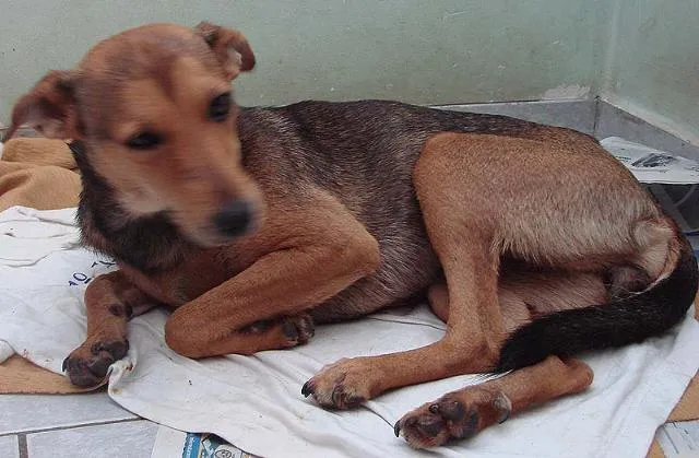 Cachorro ra a SRD idade 7 a 11 meses nome Bete