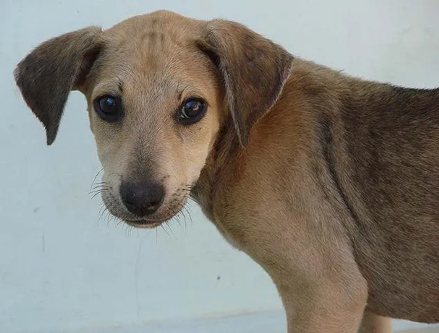 Cachorro ra a SRD idade 2 a 6 meses nome Jade