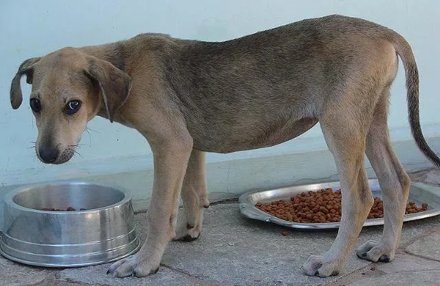 Cachorro ra a SRD idade 2 a 6 meses nome Jade