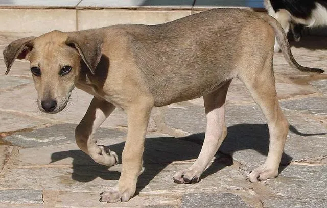 Cachorro ra a SRD idade 2 a 6 meses nome Jade