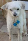Toninho