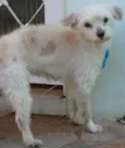 Toninho