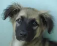 Paloma